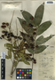 Sapindus saponaria L., Belize, W. A. Schipp 1122, F